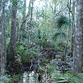 Big Cypress - Boardwalk